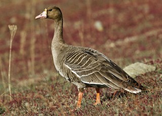 Greater White-fronted Goose, ML121438511