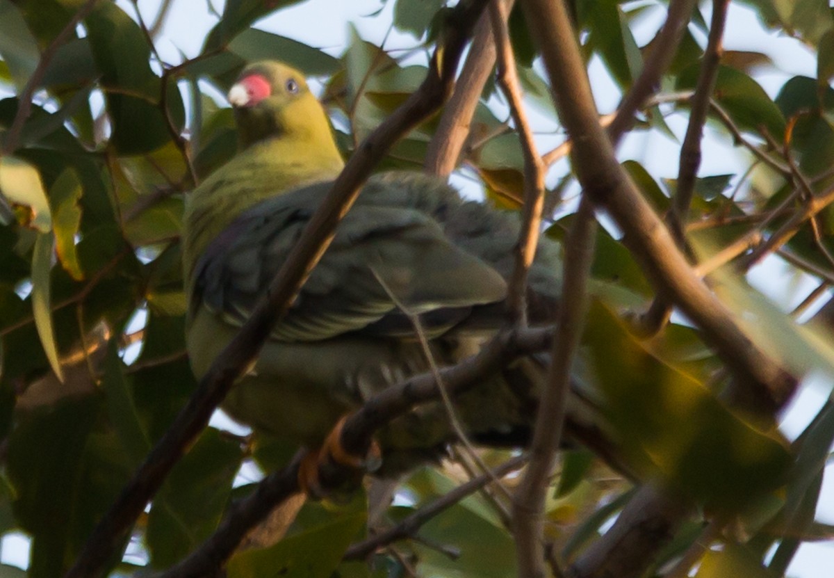 African Green-Pigeon - Janis Grant