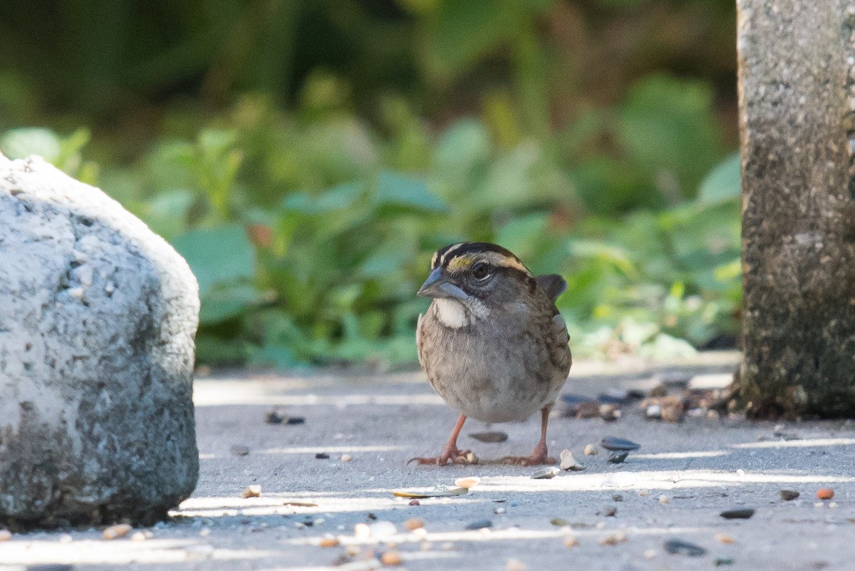 White-throated Sparrow - Melissa James