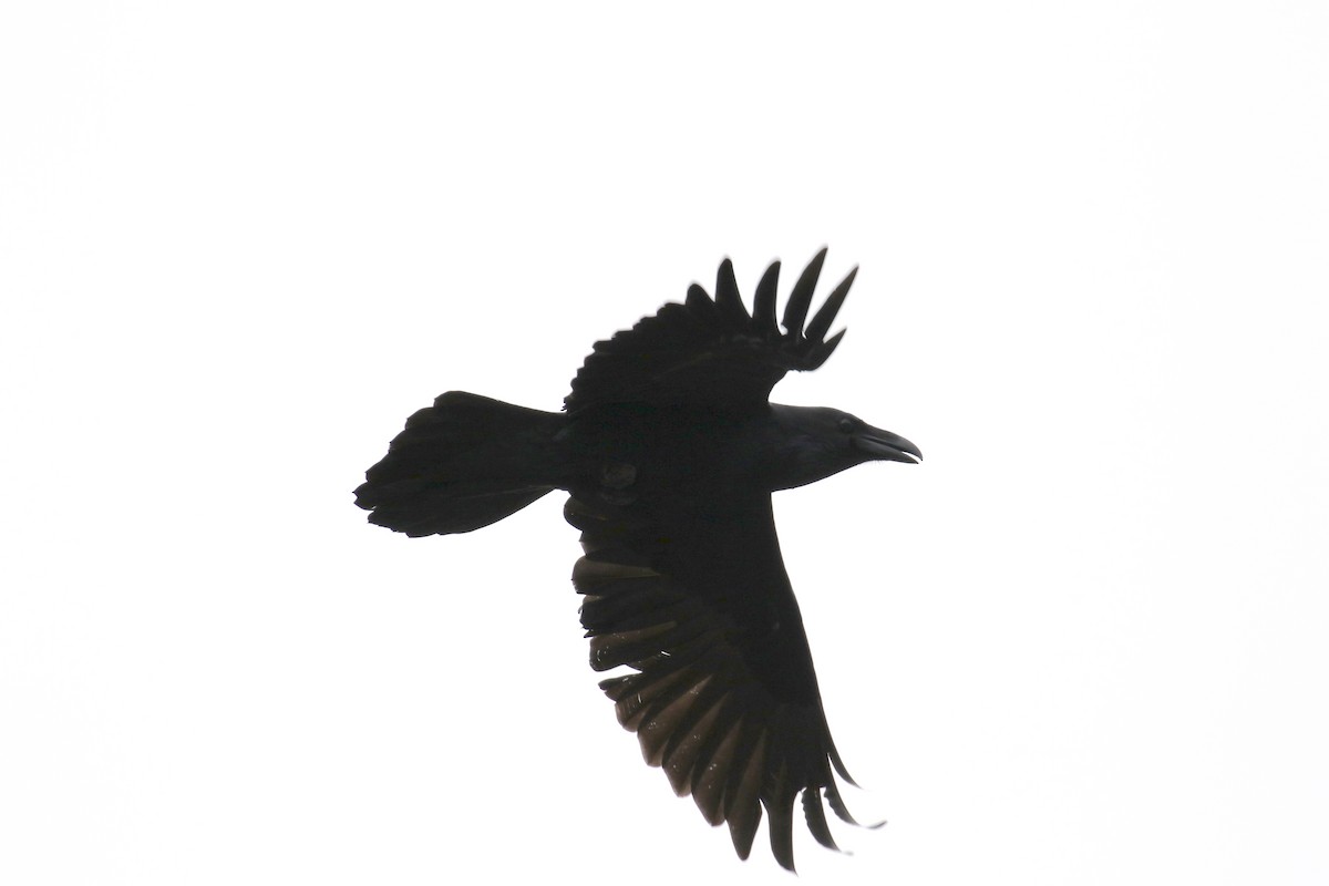 Common Raven - Andy Sanford