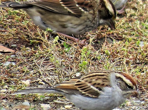 Chipping Sparrow - ML121443201
