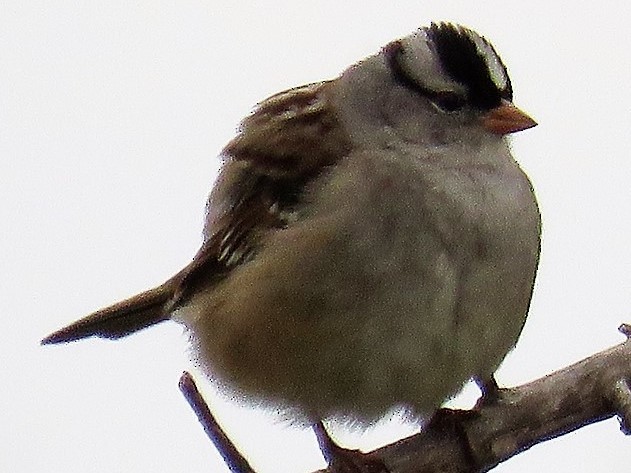 White-crowned Sparrow - judy parrot-willis