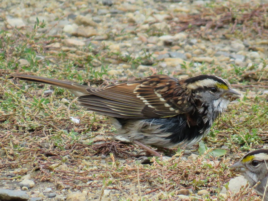 White-throated Sparrow - ML121443821