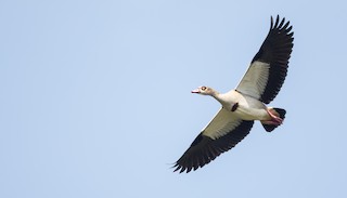 Egyptian Goose, ML121444291