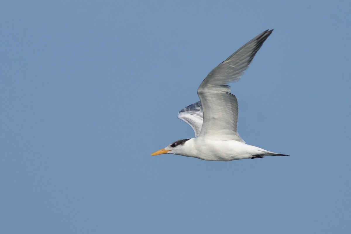 Royal Tern - Daniel Irons