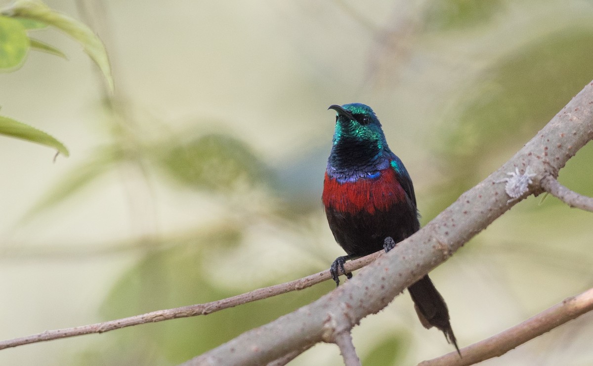 Red-chested Sunbird - ML121447011