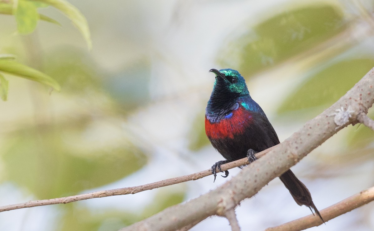 Red-chested Sunbird - ML121447021