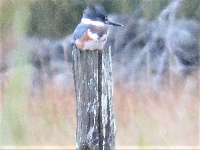 Belted Kingfisher - judy parrot-willis