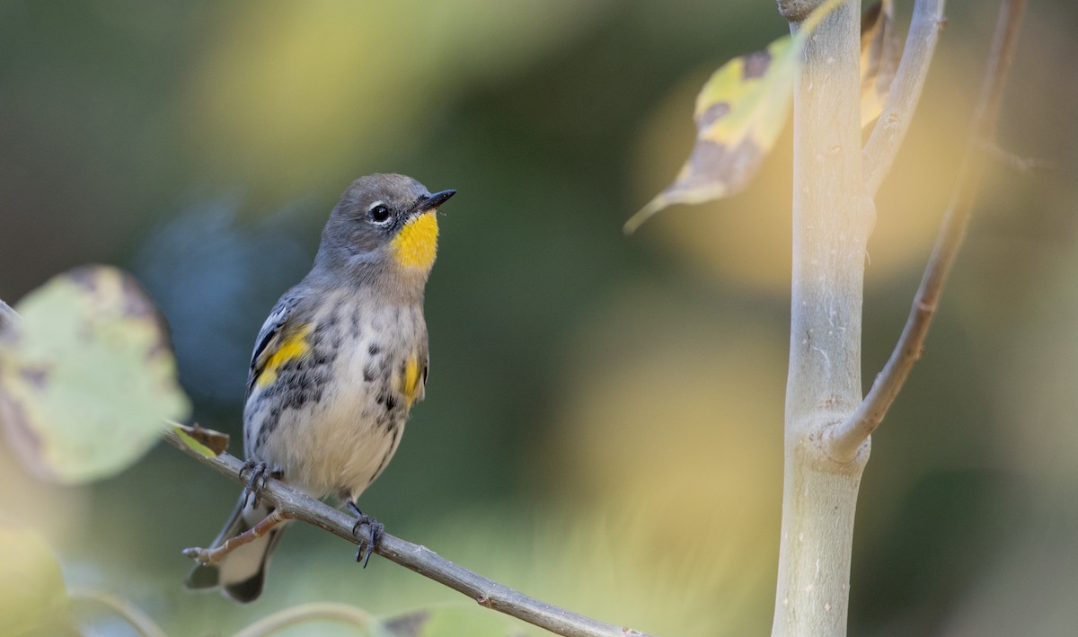 Yellow-rumped Warbler (Audubon's) - Ian Davies