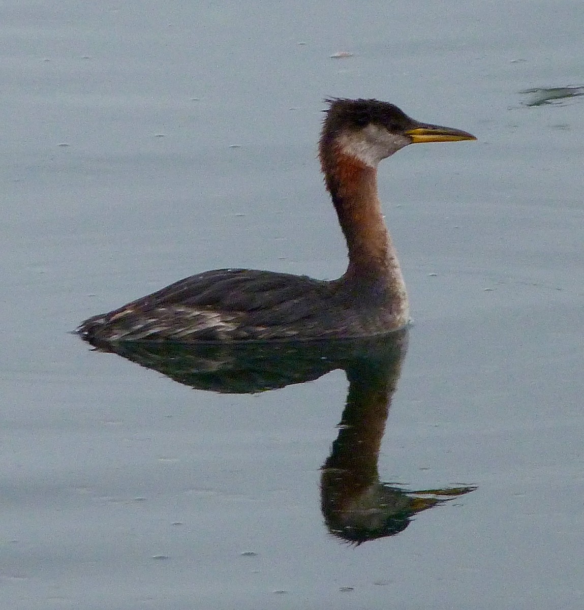 Red-necked Grebe - ML121452441