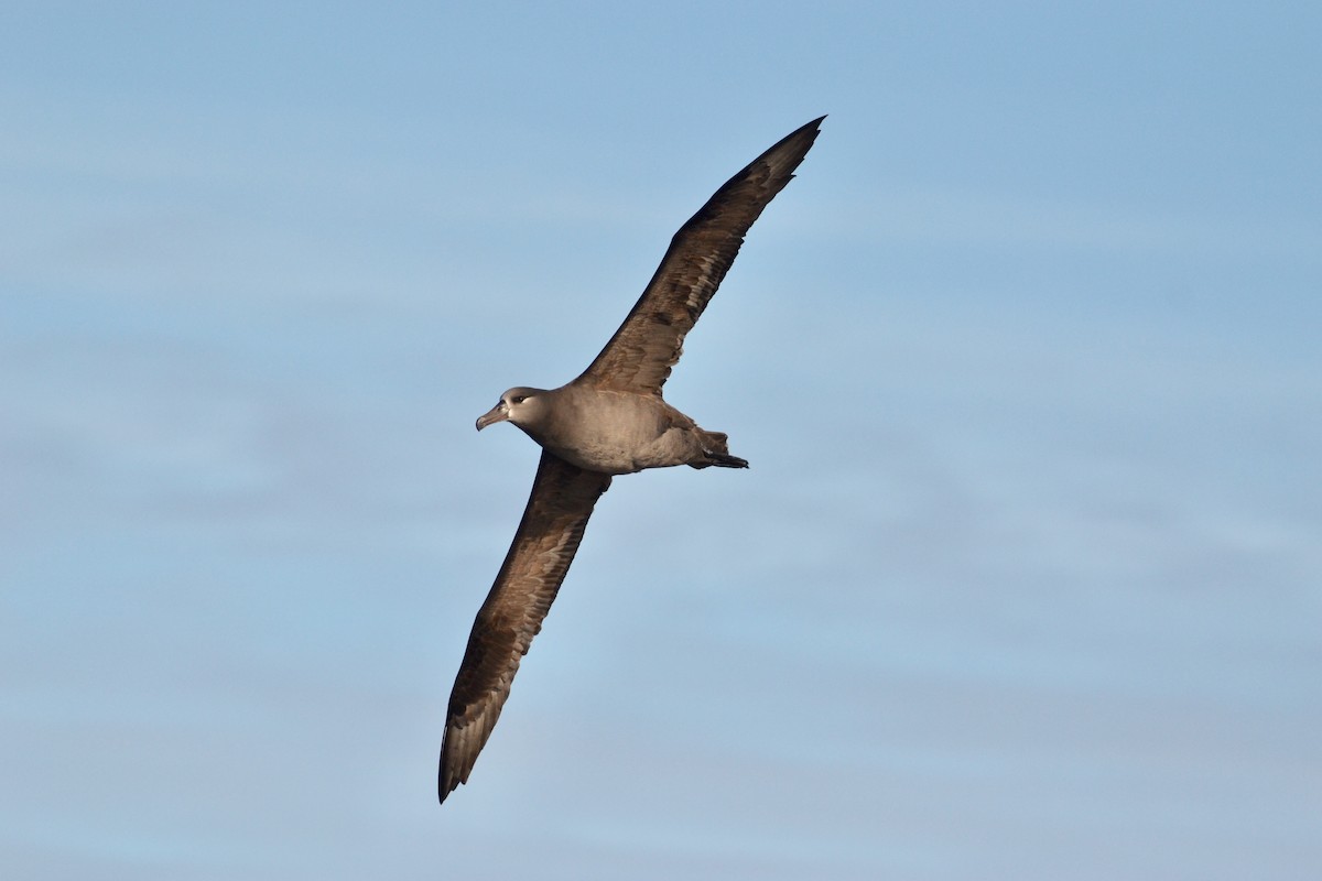 Black-footed Albatross - Brad Sale