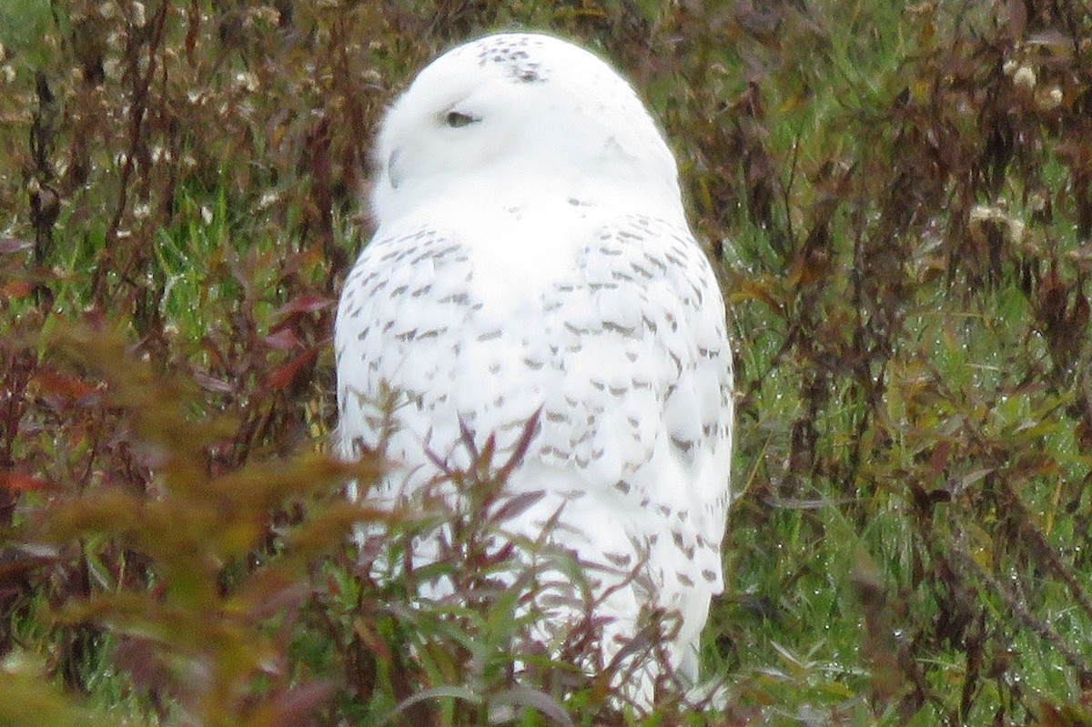 Snowy Owl - ML121460591