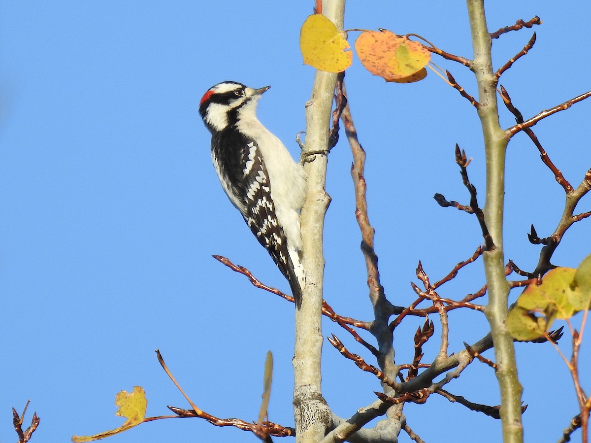 Downy Woodpecker - ML121461421
