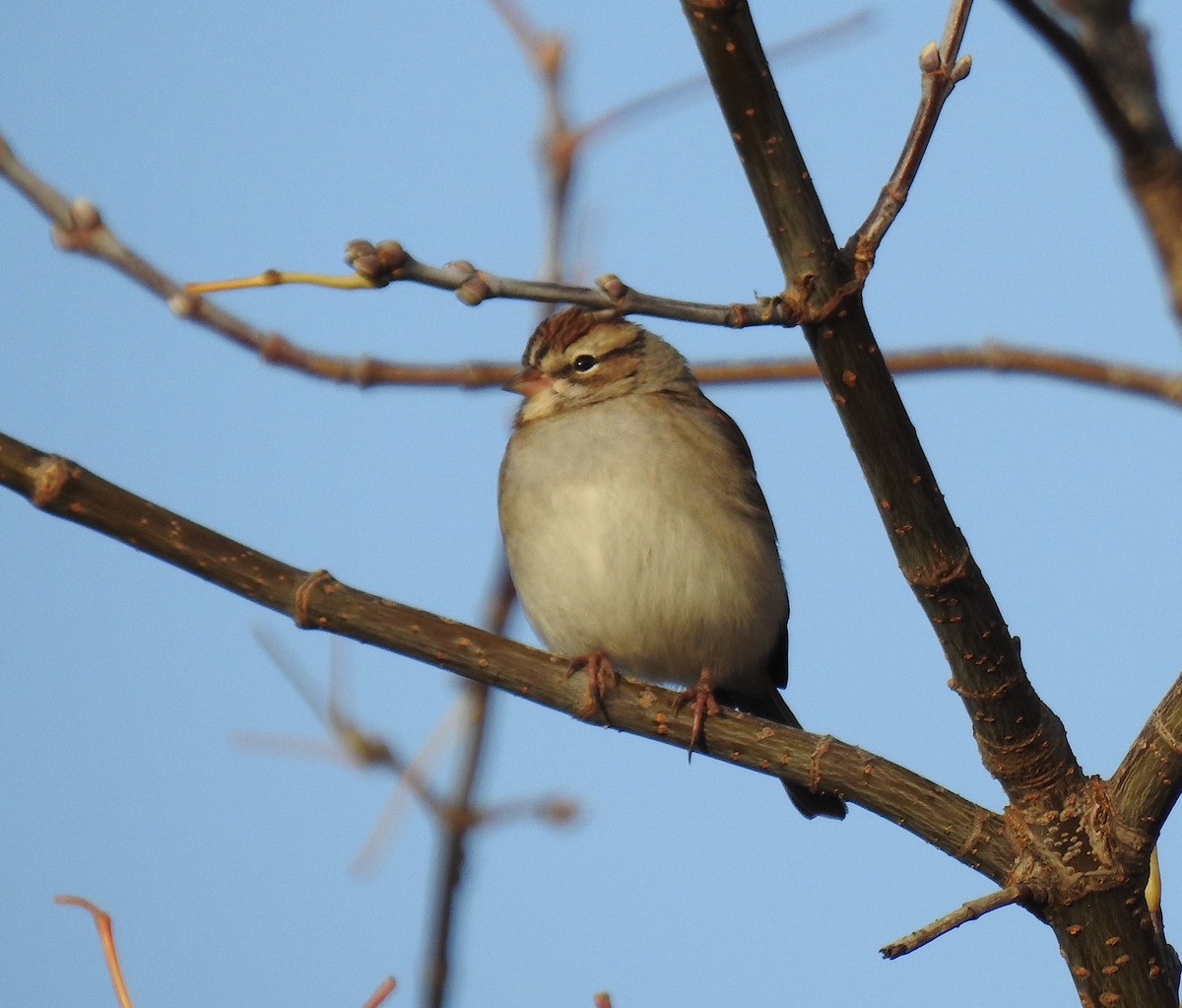 Chipping Sparrow - ML121461591