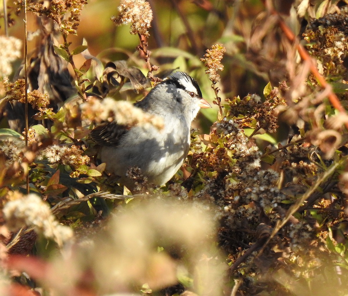 White-crowned Sparrow - ML121461751
