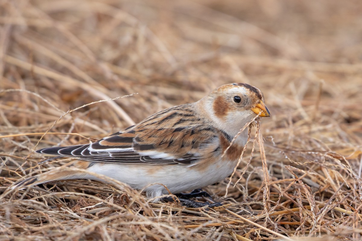 Snow Bunting - Louis Bevier