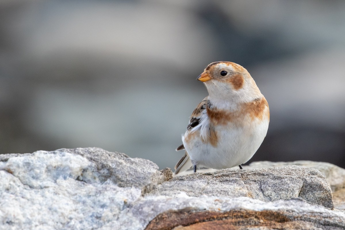 Snow Bunting - Louis Bevier
