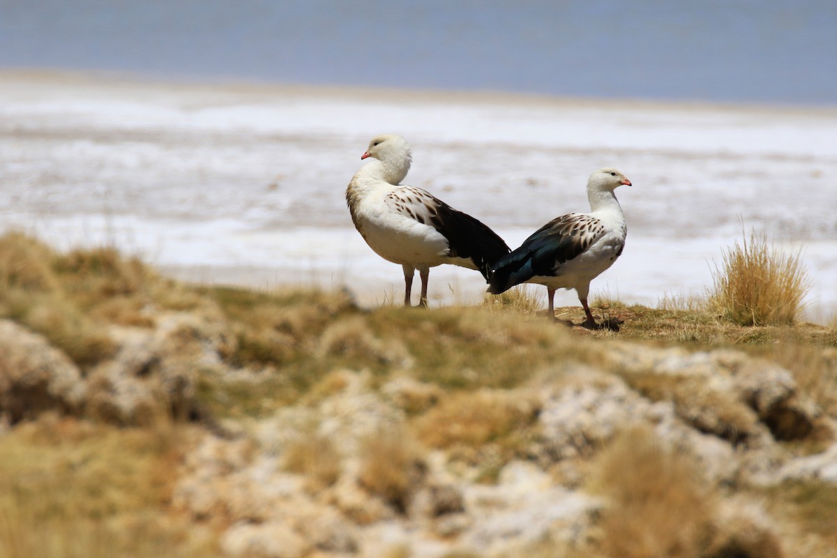 Andean Goose - Denis Tétreault