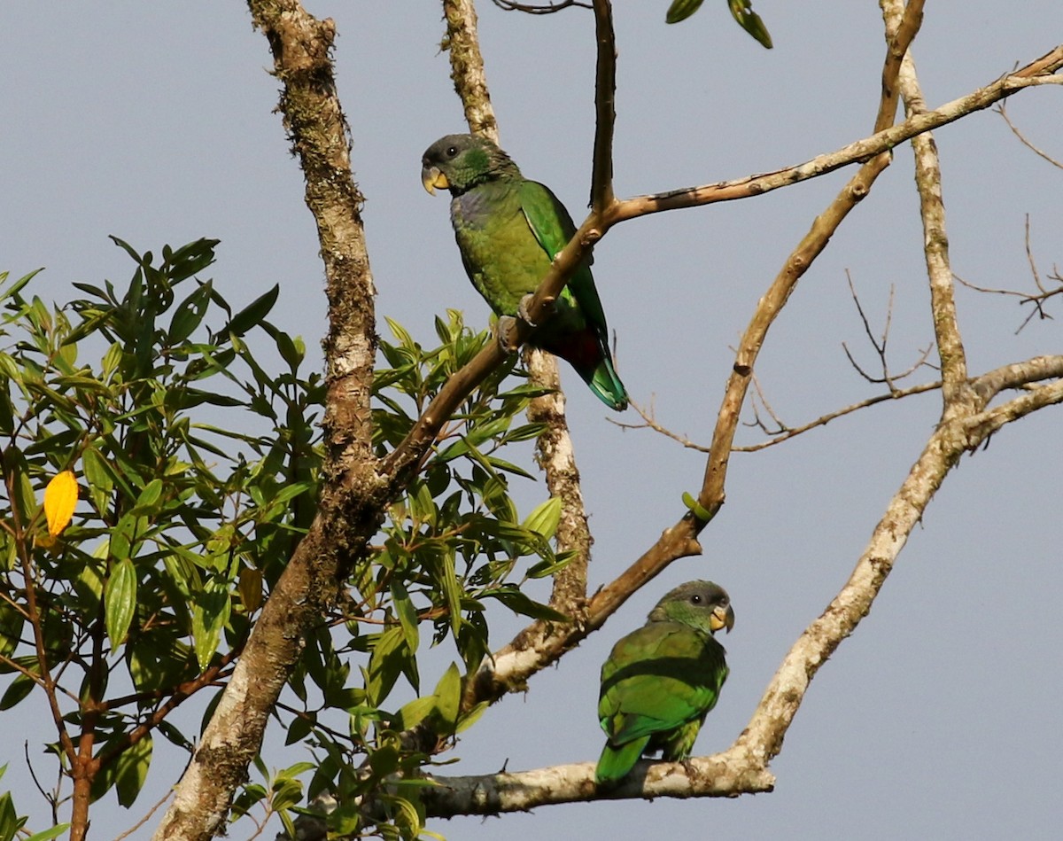 Scaly-headed Parrot - ML121468991