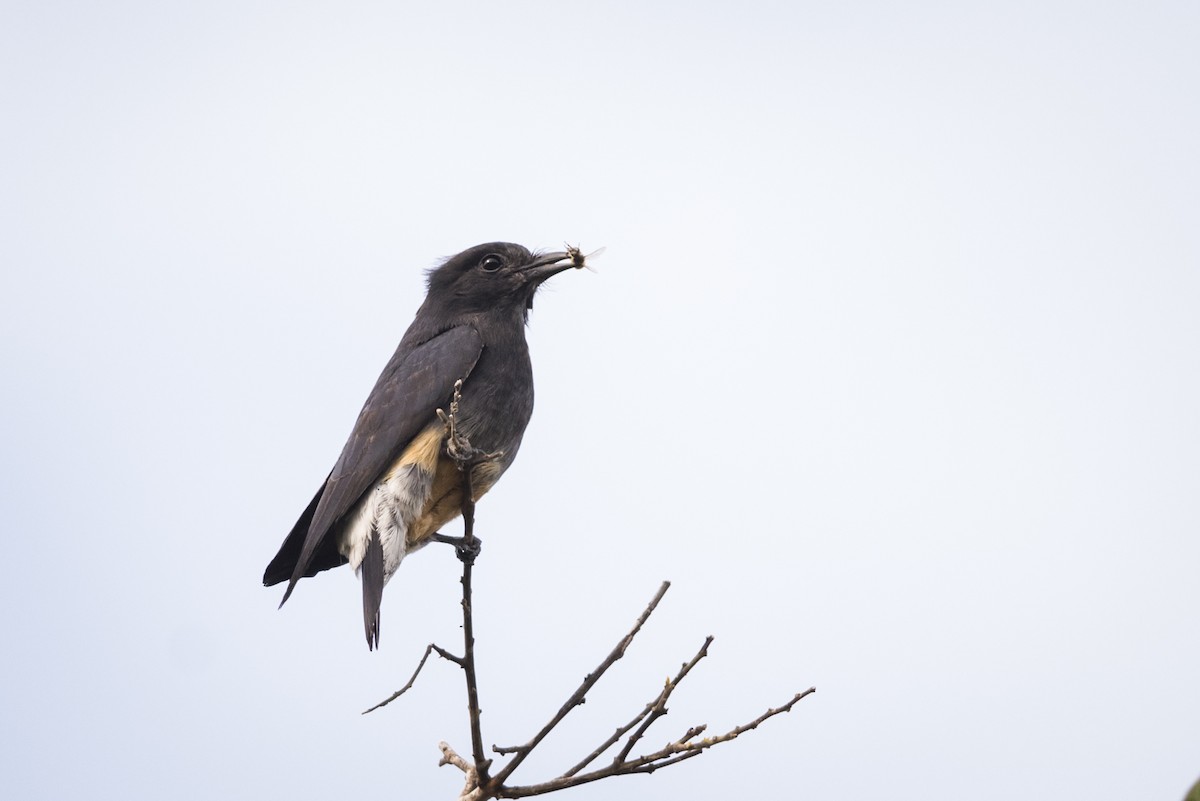 Swallow-winged Puffbird - Claudia Brasileiro