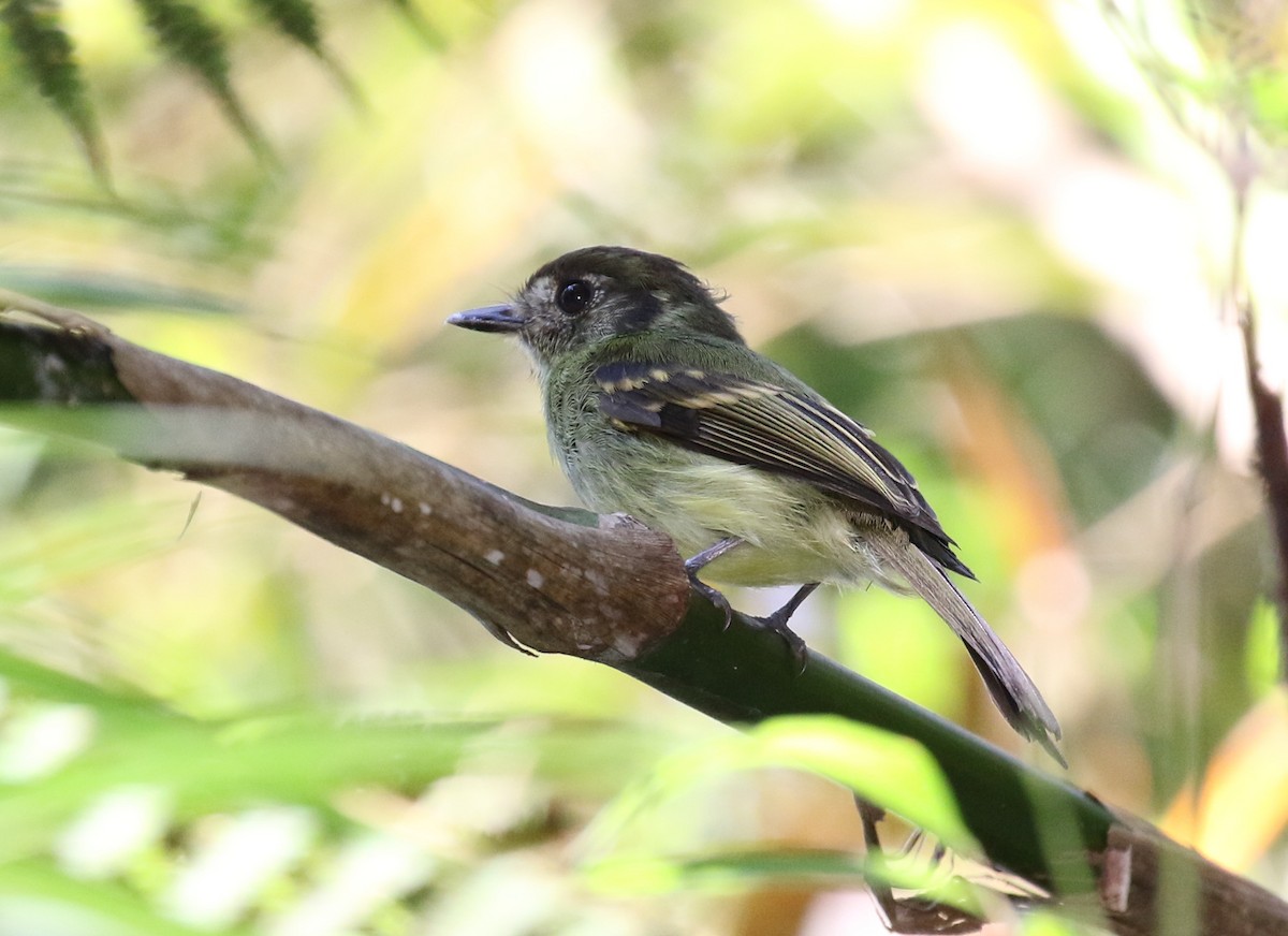 Sepia-capped Flycatcher - ML121471641