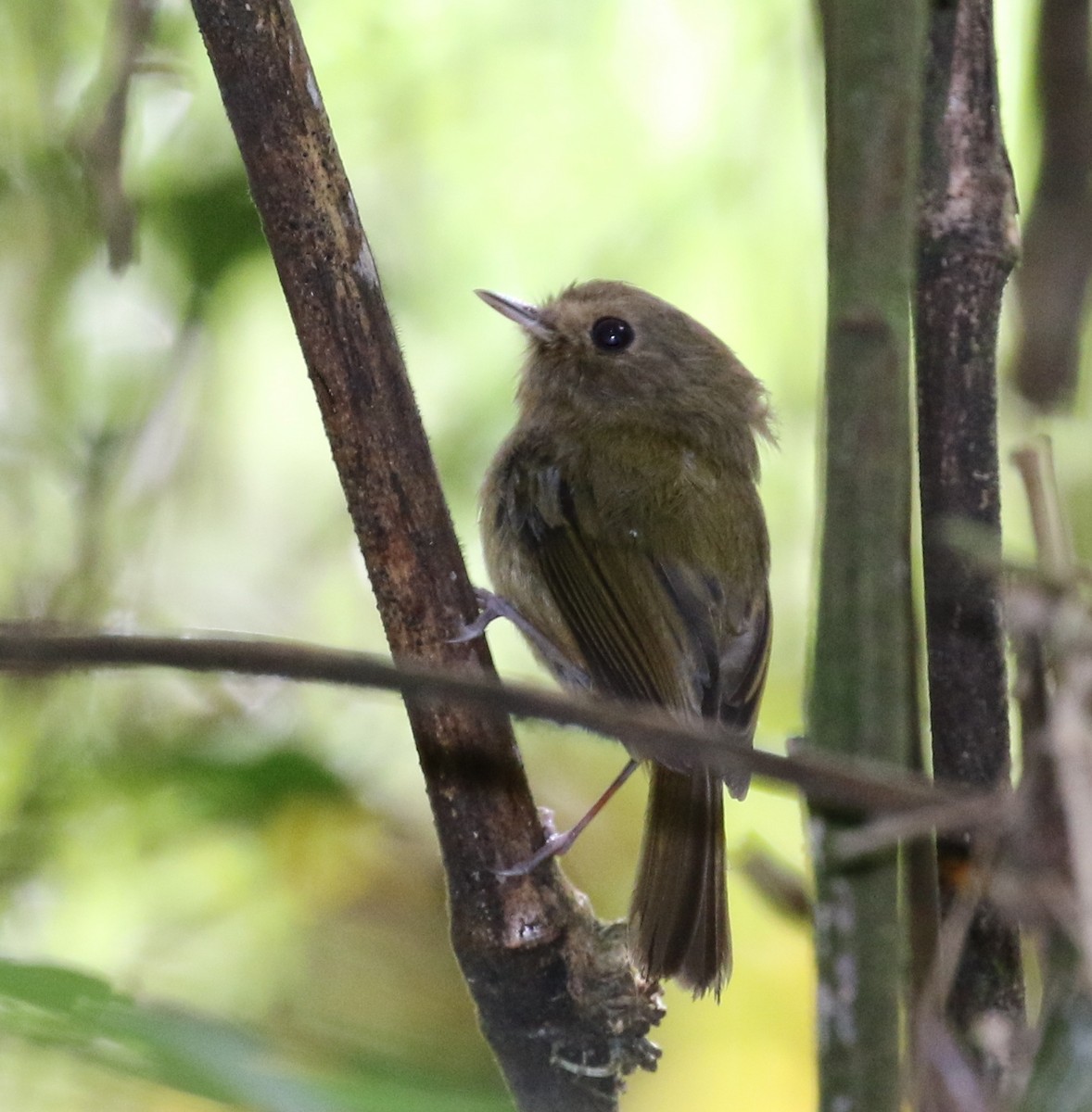 Brown-breasted Pygmy-Tyrant - ML121471891