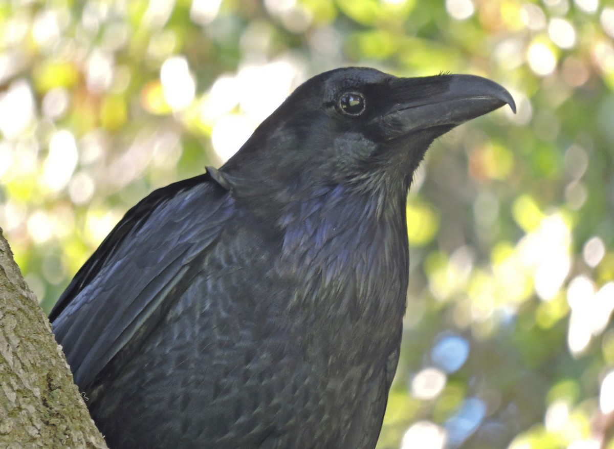 Common Raven - ML121472171