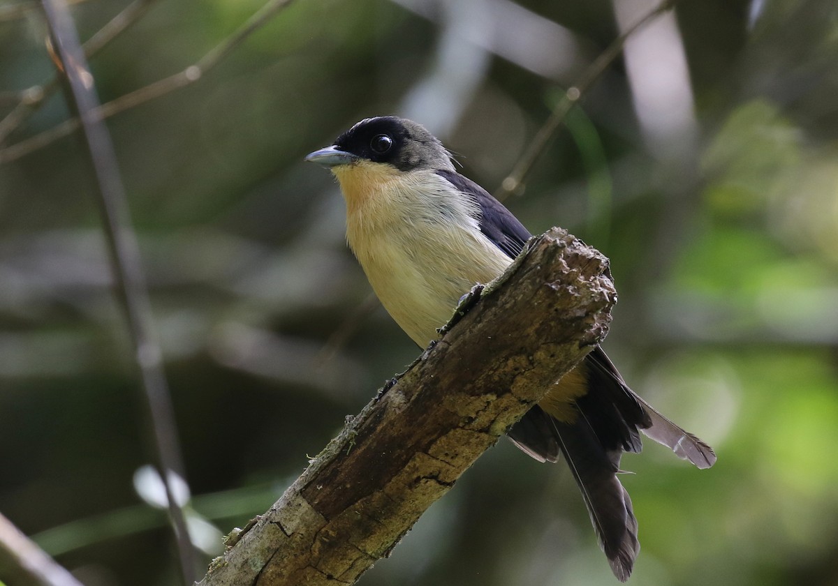 Black-goggled Tanager - ML121472191