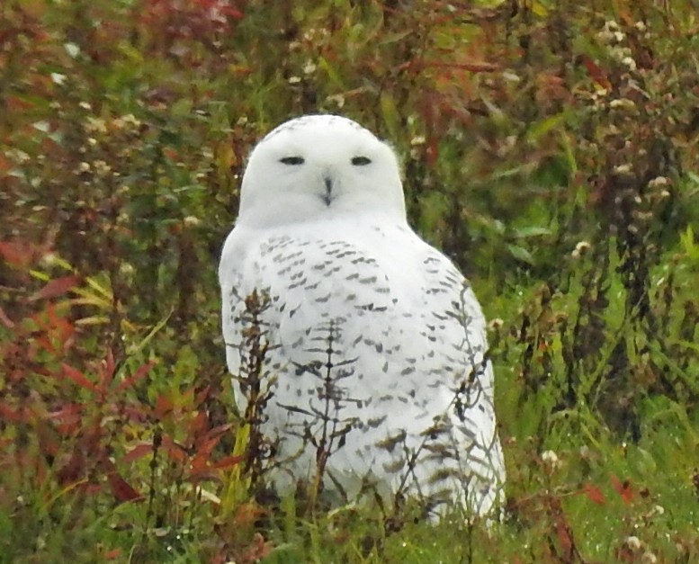 Snowy Owl - ML121474281