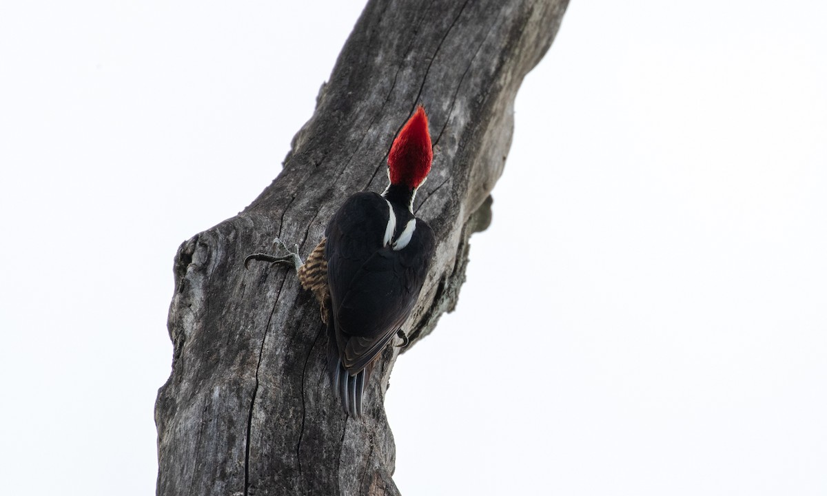 Crimson-crested Woodpecker - ML121476941