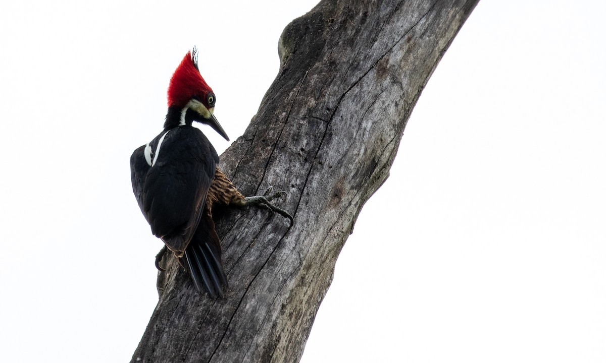 Crimson-crested Woodpecker - ML121476951