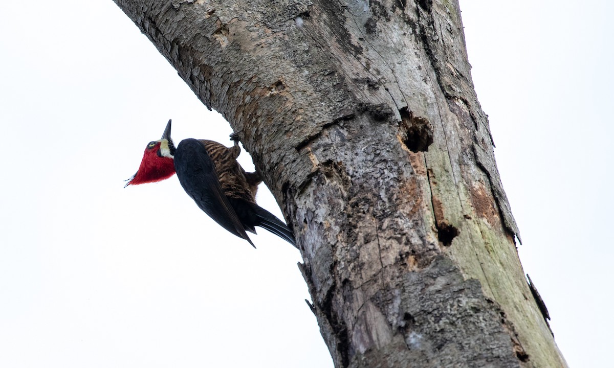 Crimson-crested Woodpecker - ML121476981