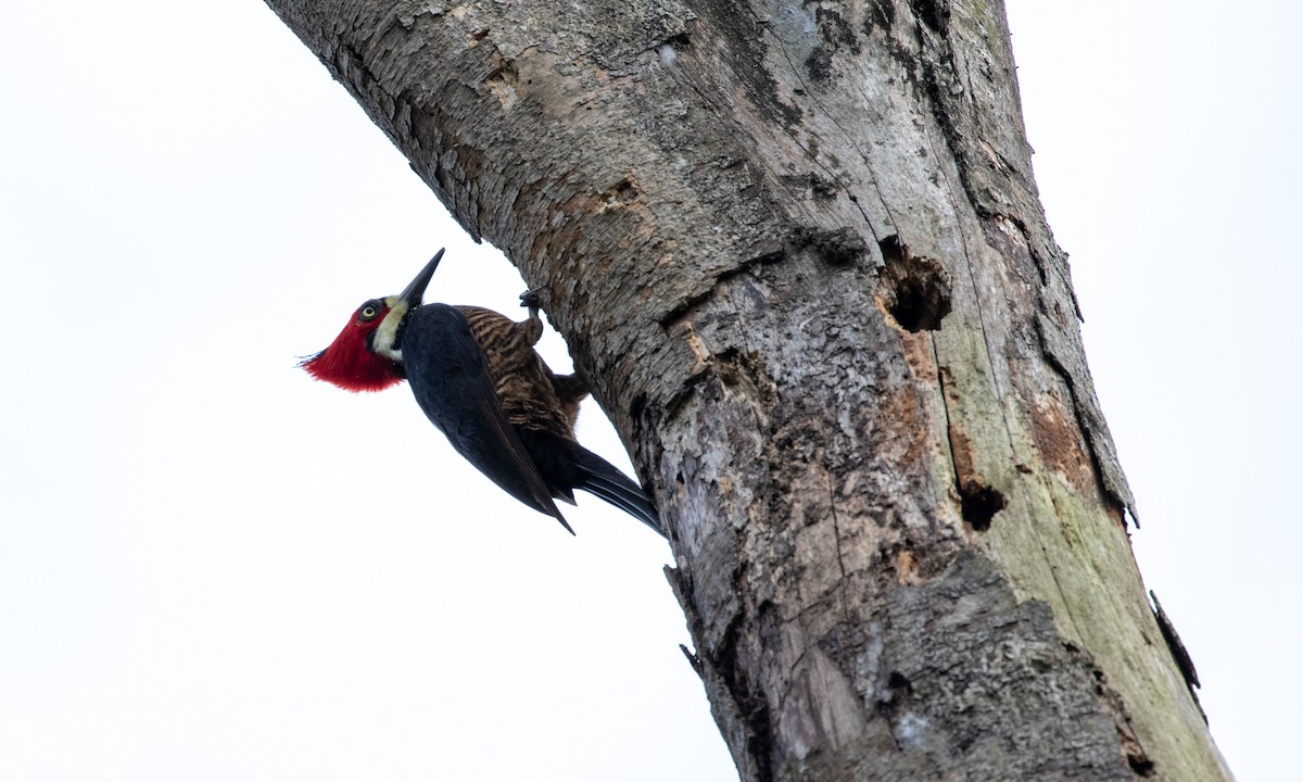 Crimson-crested Woodpecker - Drew Weber