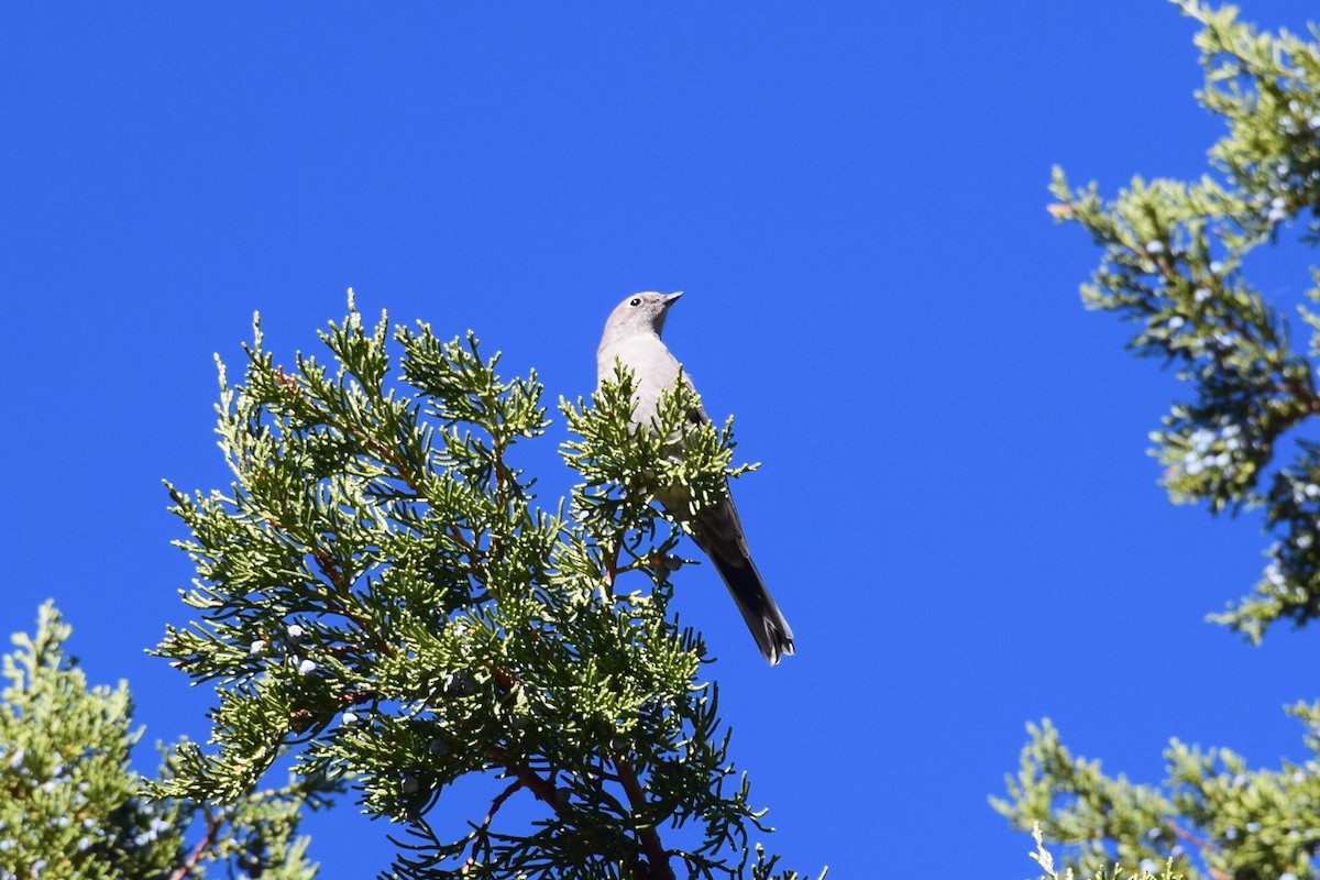 Townsend's Solitaire - ML121479311