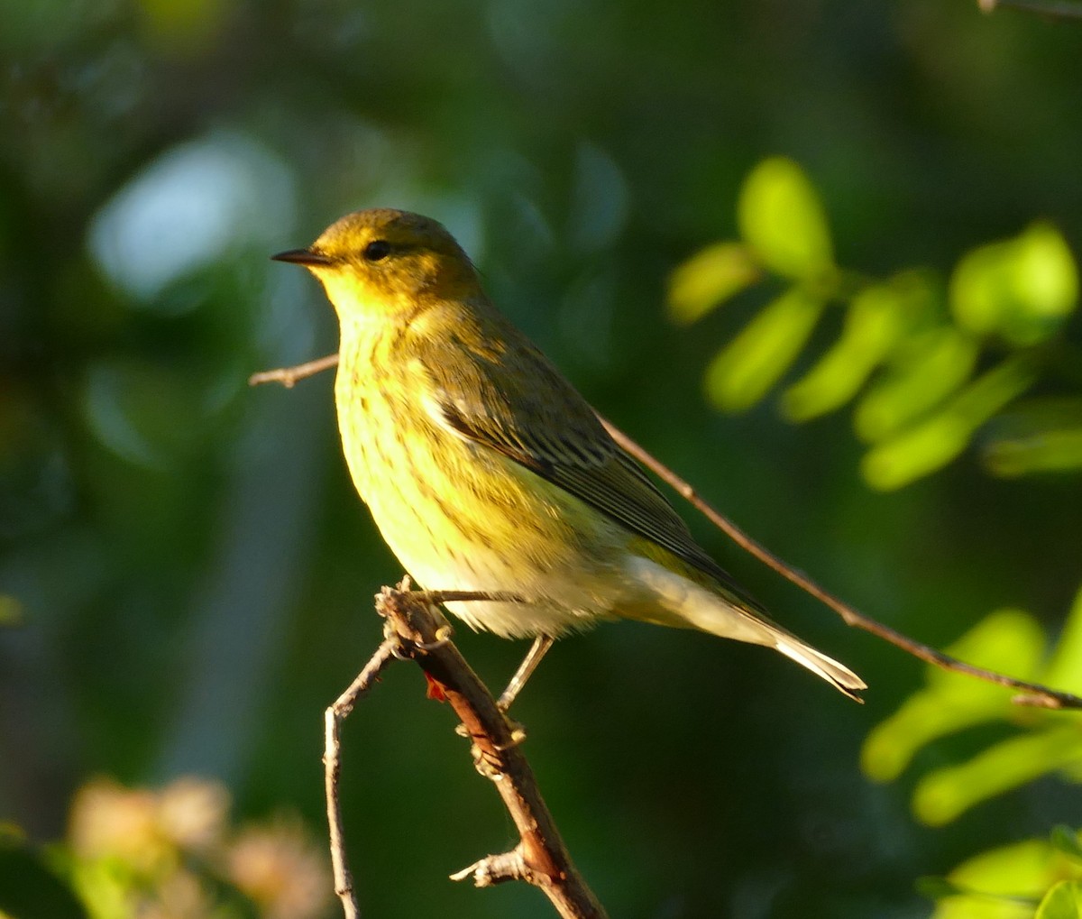 Cape May Warbler - ML121480251
