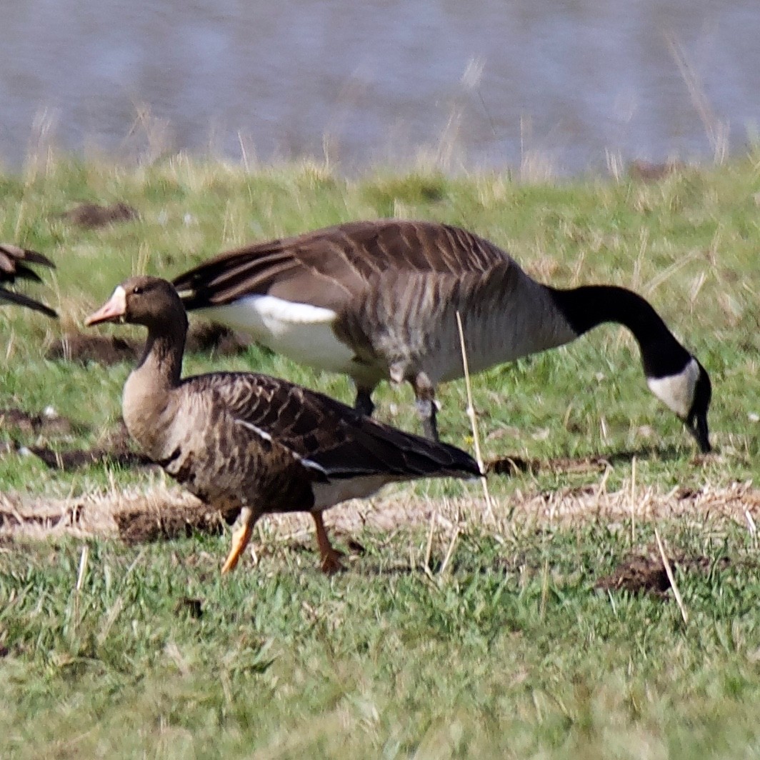 Greater White-fronted Goose - Charlotte Allen