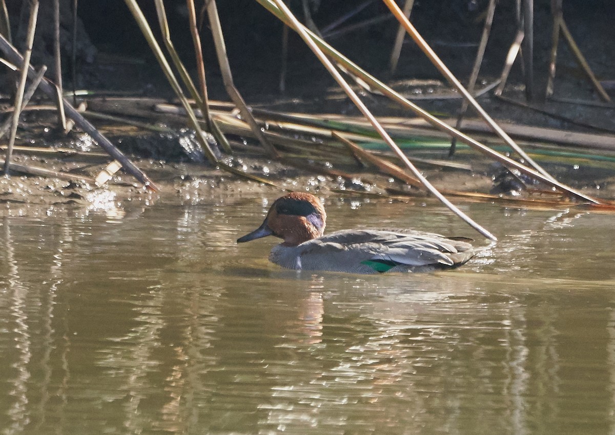 Green-winged Teal - ML121486961