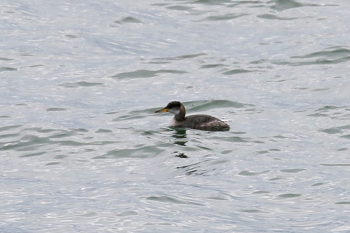 Red-necked Grebe - ML121494761