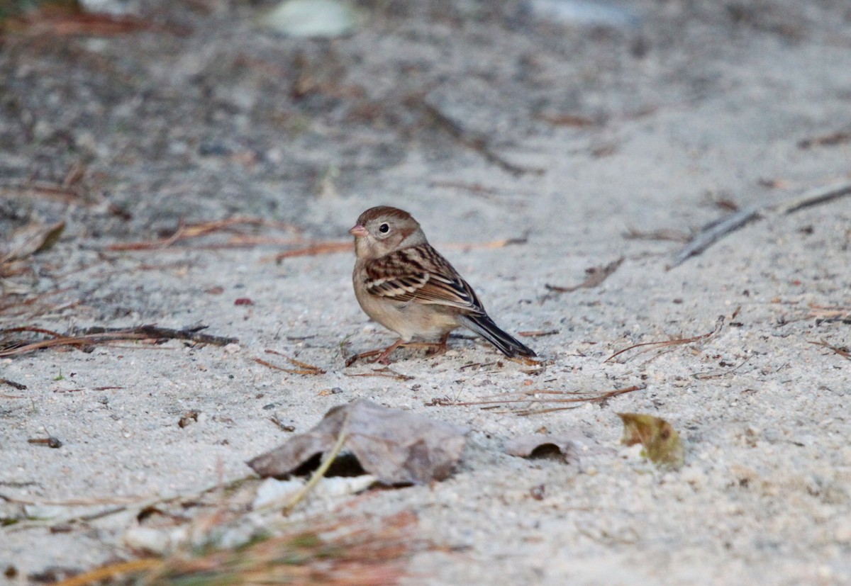 Field Sparrow - Tom Younkin