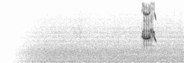 Royal Tern - ML121498201