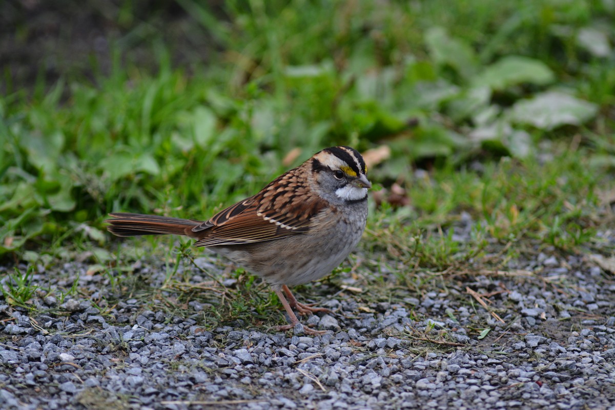 White-throated Sparrow - André Desrochers