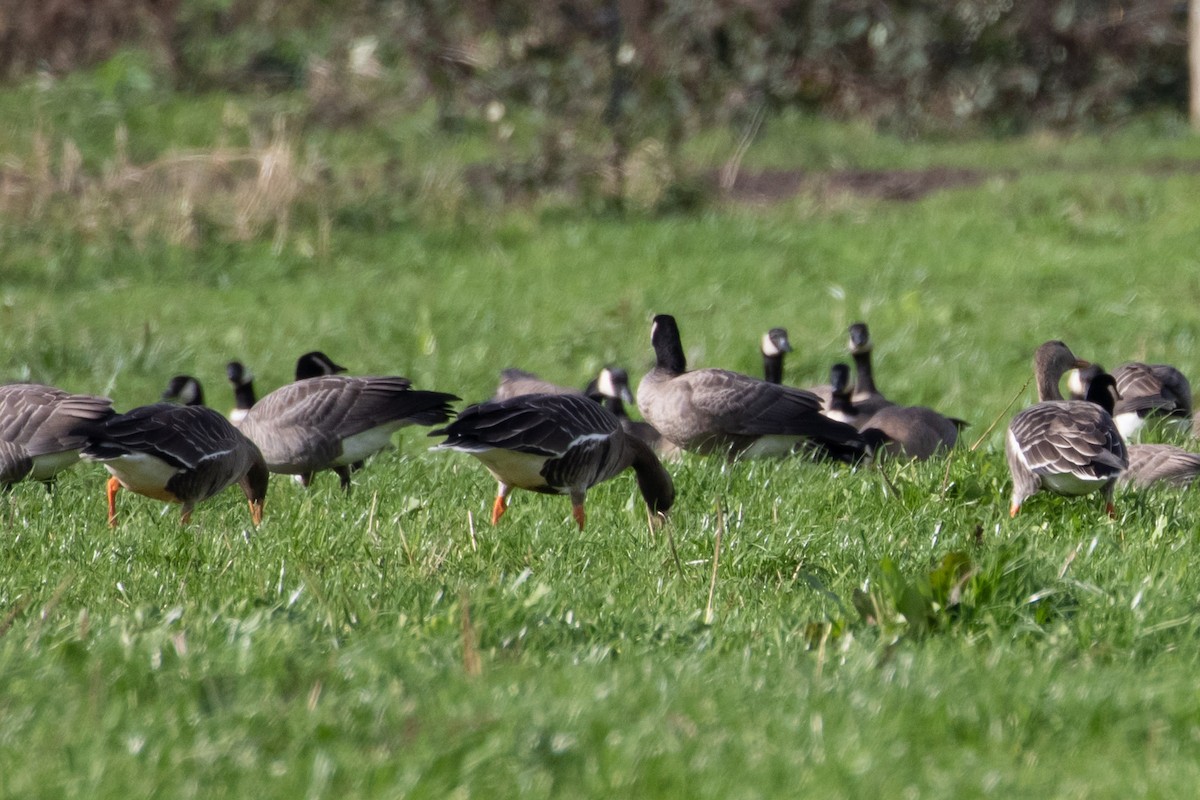 Greater White-fronted Goose - Audrey Addison