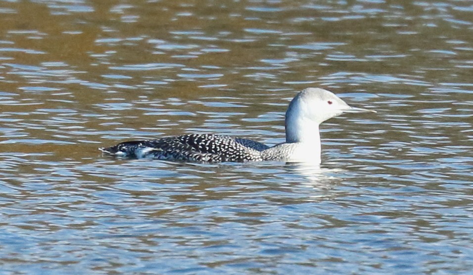 Red-throated Loon - kevin dougherty