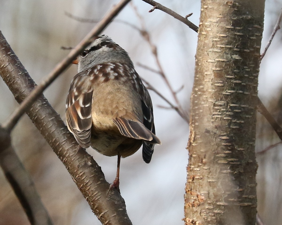 White-crowned Sparrow - ML121507581
