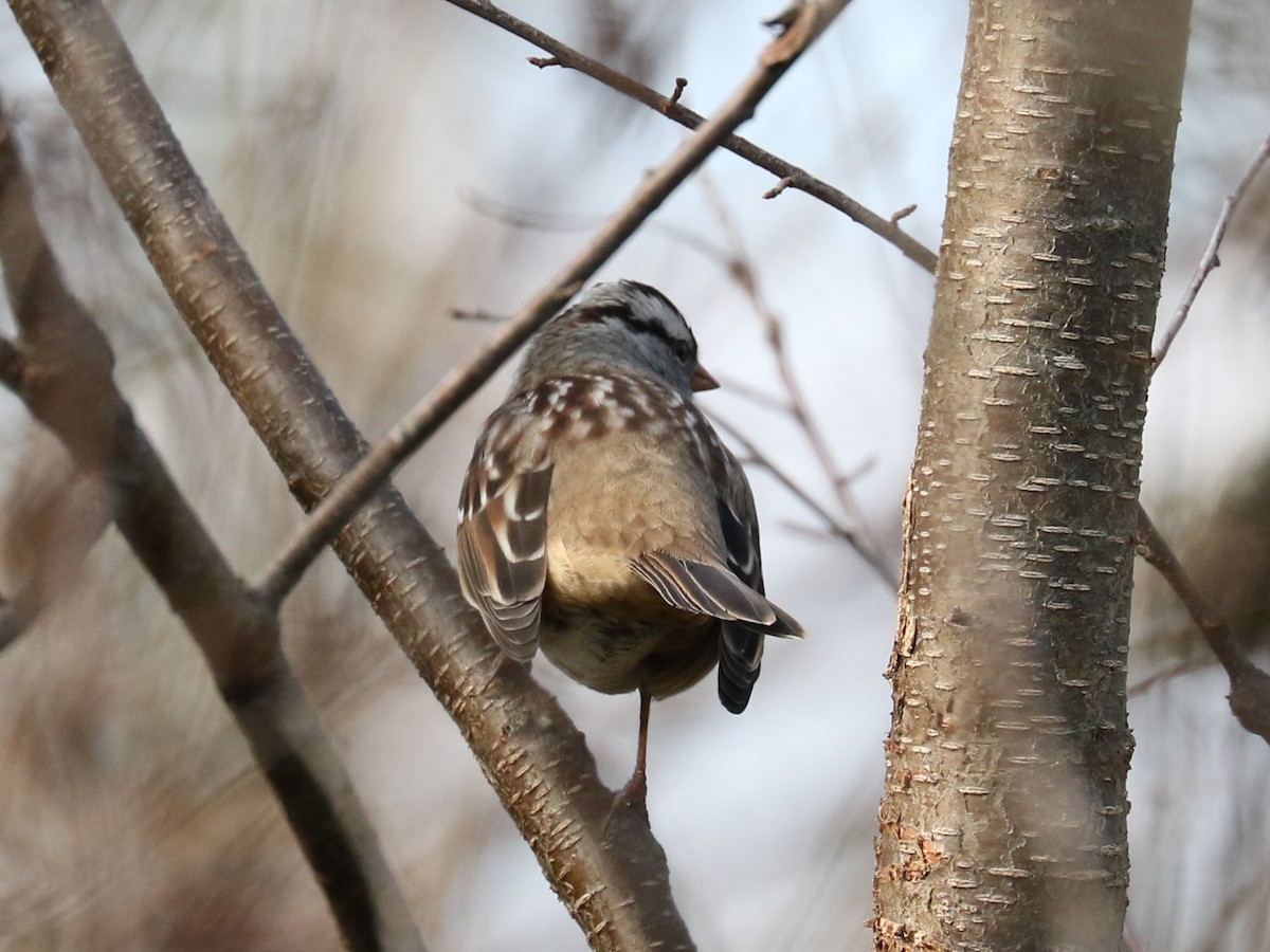 White-crowned Sparrow - ML121507641