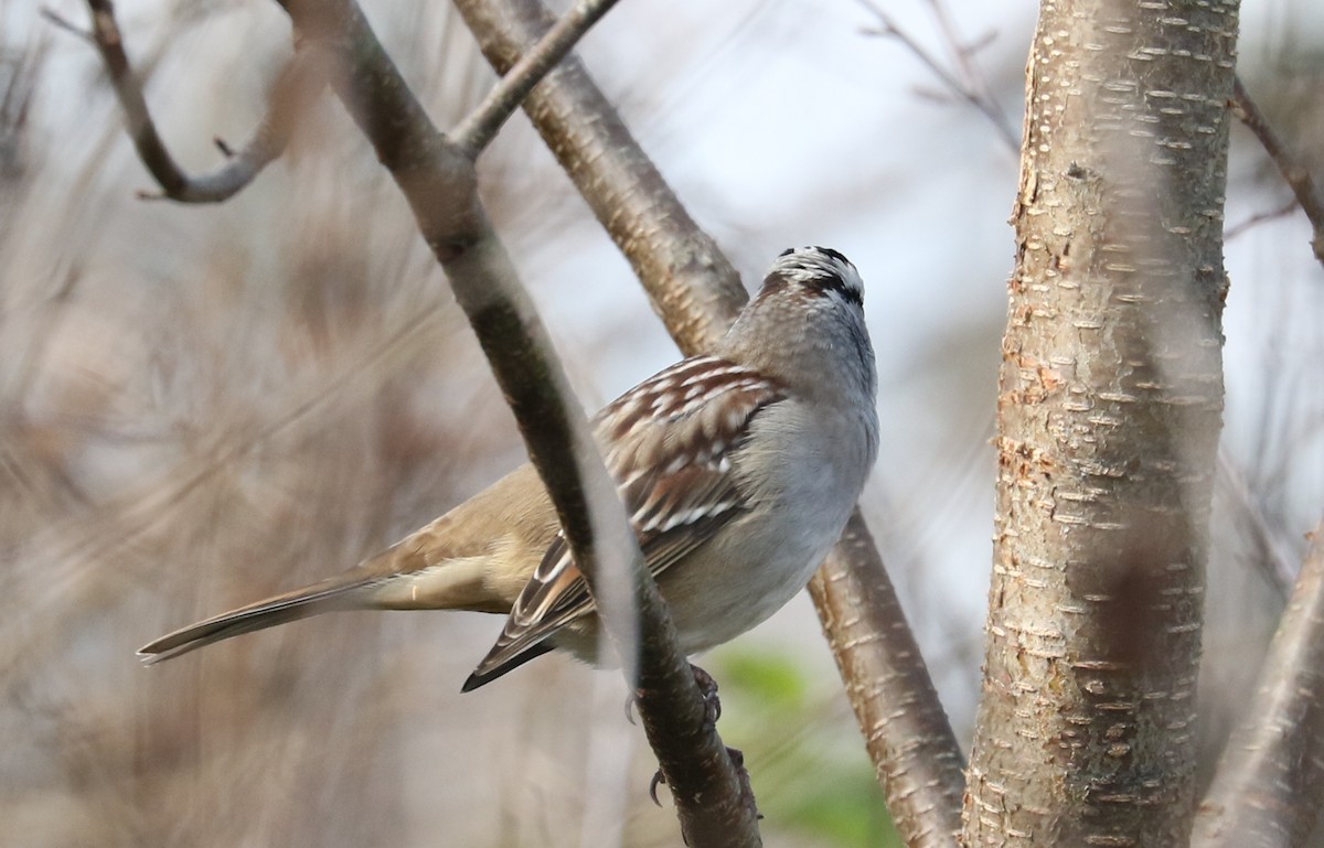 White-crowned Sparrow - ML121507741