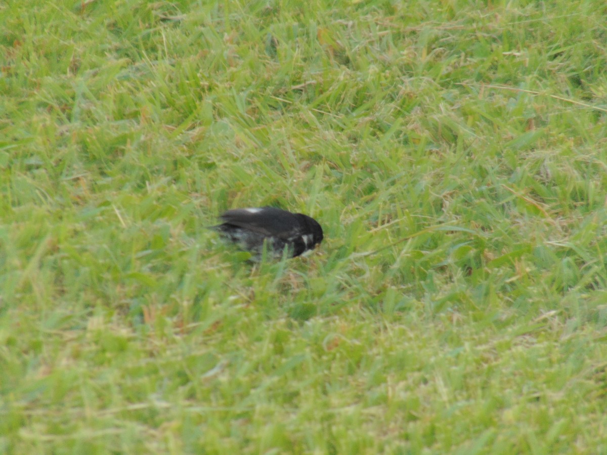 Variable Seedeater - ML121509321