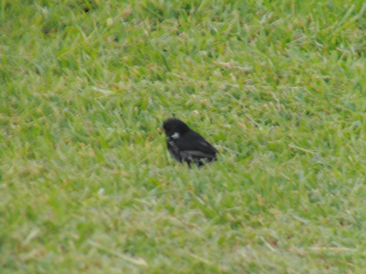 Variable Seedeater - ML121509341