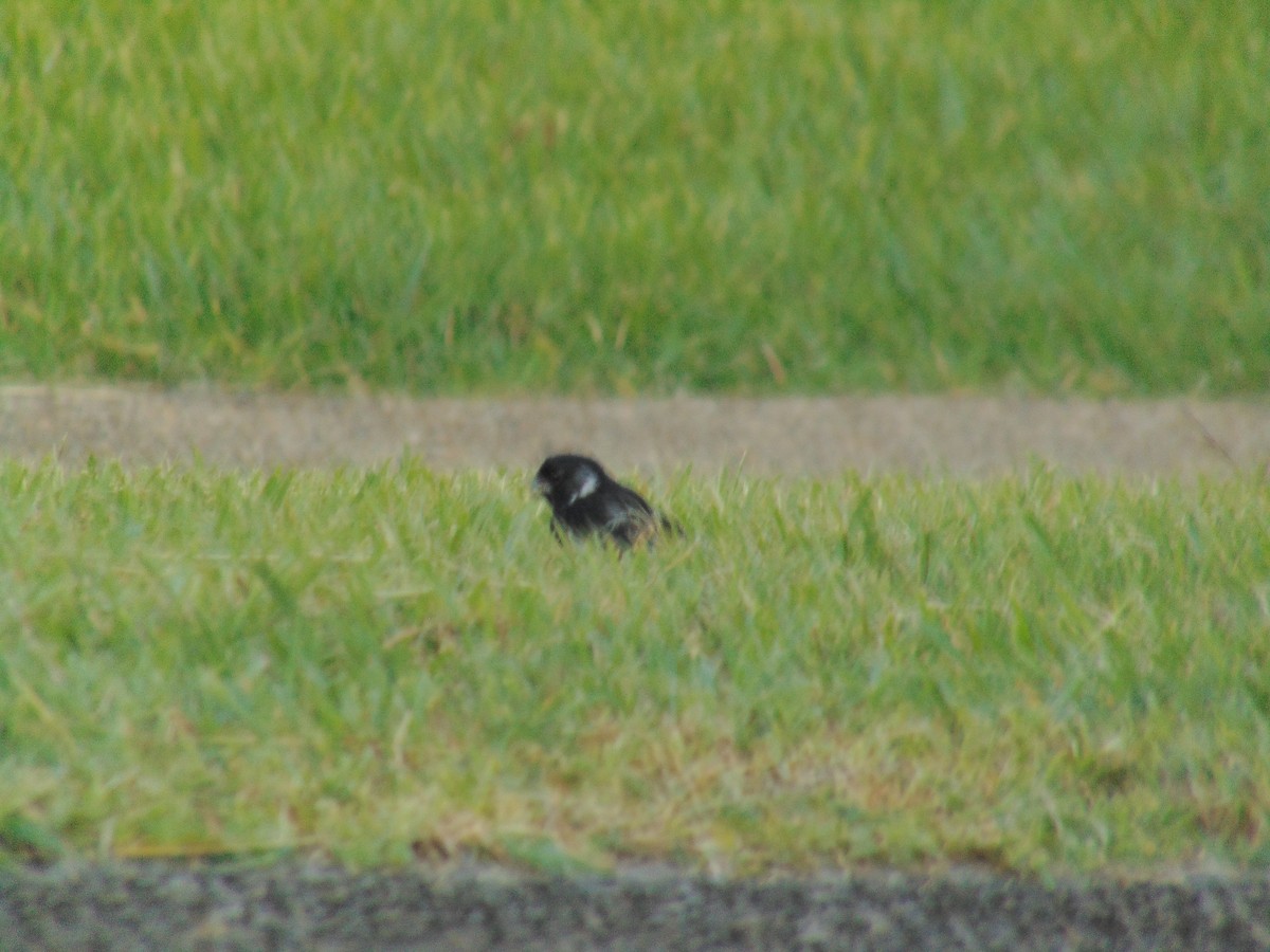 Variable Seedeater - ML121509351
