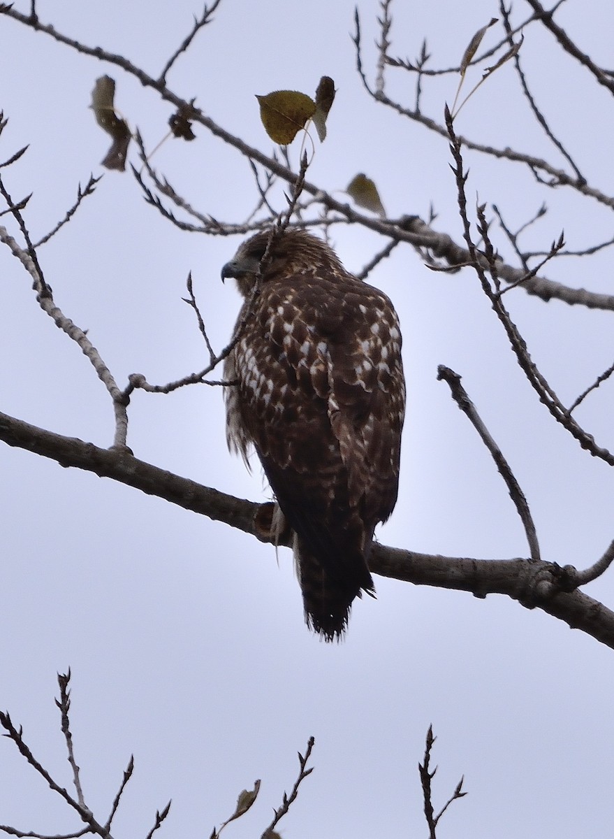 Red-tailed Hawk - ML121510151